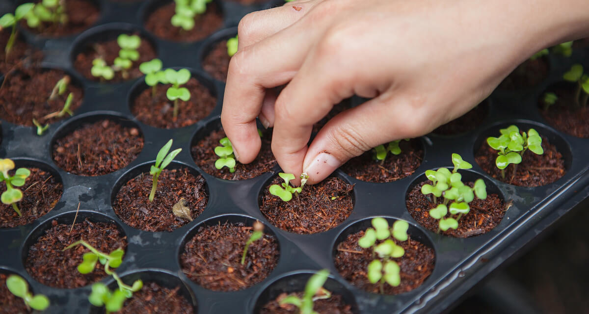 horticulturist-seeding-plants horticulturist-seeding-plants