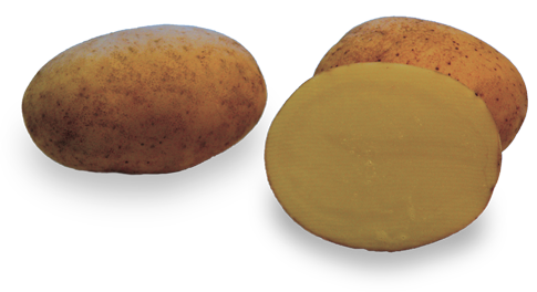 Potato variety Impresja from HZ Zamarte