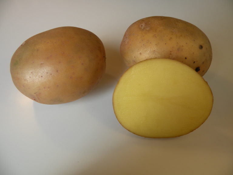 Kartoffelsorte Gwiazda mit HZ Zamarte