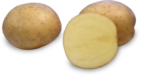 Kartoffelsorte Bohun mit HZ Zamarte