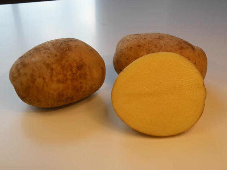 Kartoffelsorte Bzura mit HZ Zamarte