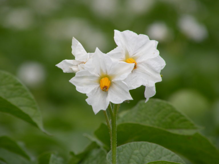 Potato flower Surmia from HZ Zamarte