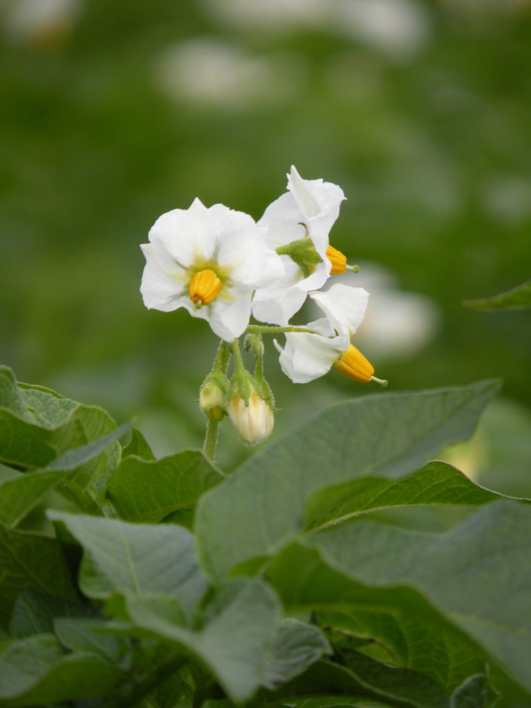 Potato flower Werbena from HZ Zamarte