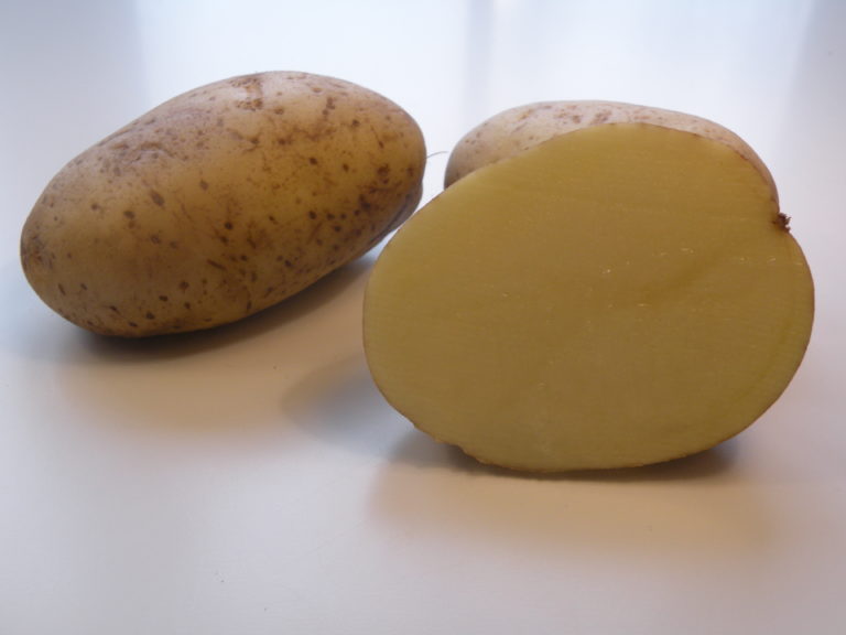 Kartoffelsorte Finezja mit HZ Zamarte
