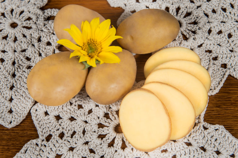 Potato variety Gwiazda from HZ Zamarte