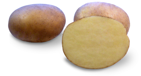 Kartoffelsorte Irmina mit HZ Zamarte