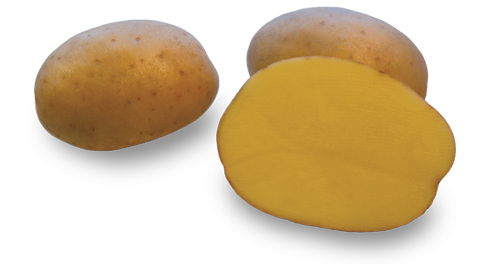 Potato variety Ismena from HZ Zamarte