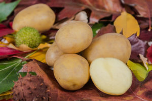 Potato variety Irmina from HZ Zamarte