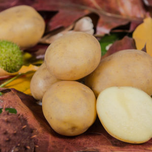 Potato variety Irmina from HZ Zamarte