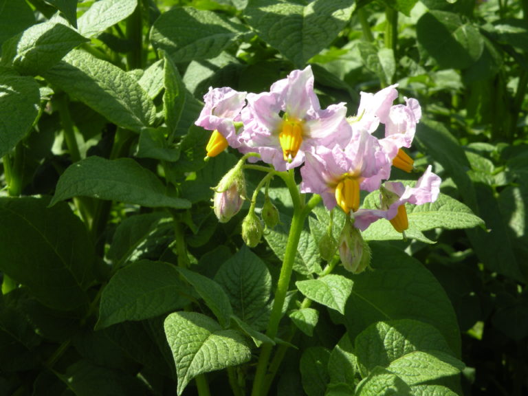 Blütenstand Kartoffeln Irmina mit HZ Zamarte