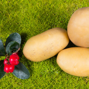 Potato variety Ismena from HZ Zamarte
