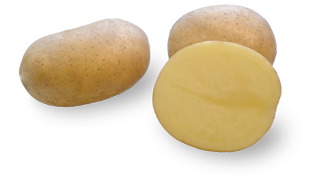 Potato variety Jurek from HZ Zamarte