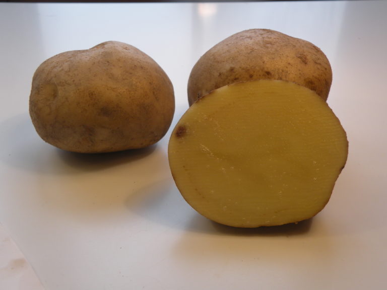 Odmiana Ziemniaka Jasia z Hodowli Ziemniaka Zamarte