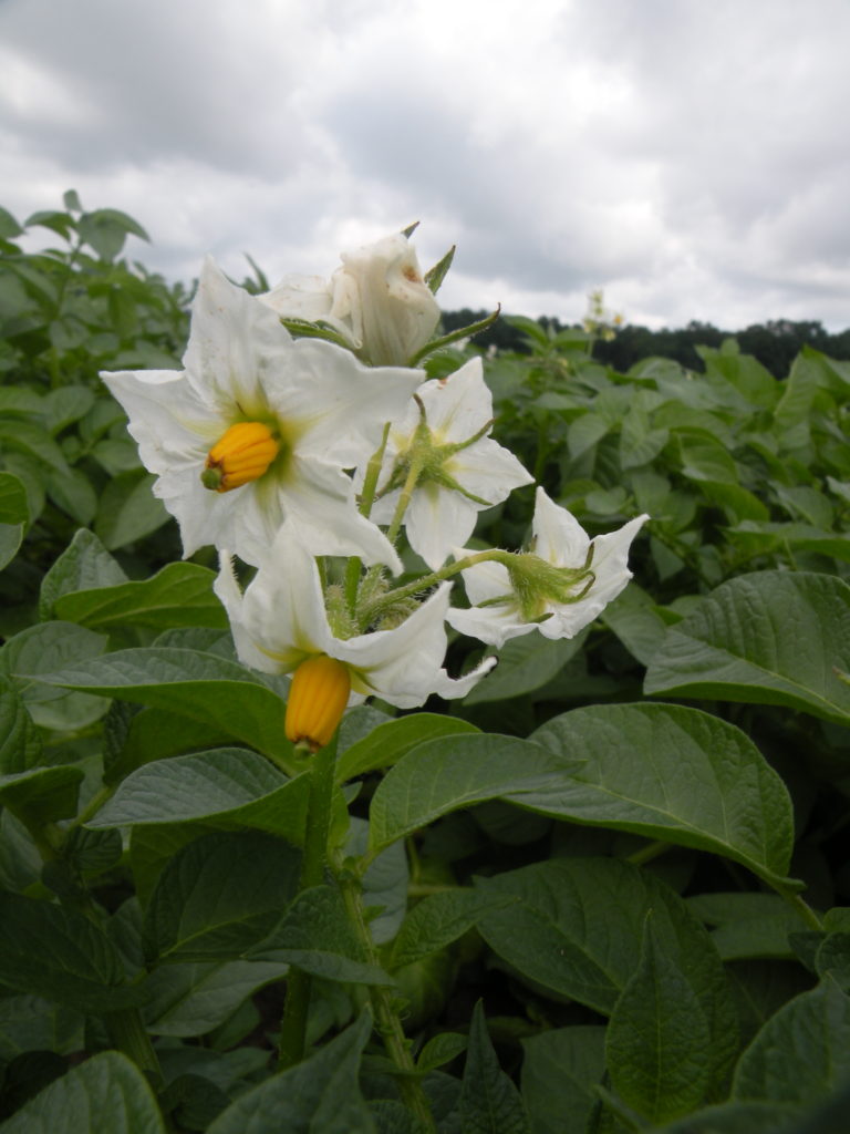 Kwiat ziemniaka Jasia z Hodowli Ziemniaka Zamarte