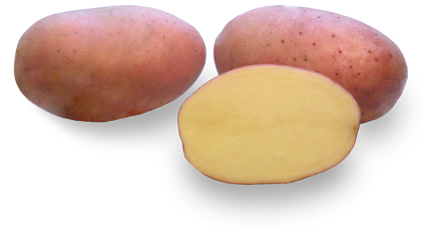 Potato variety Lech from HZ Zamarte