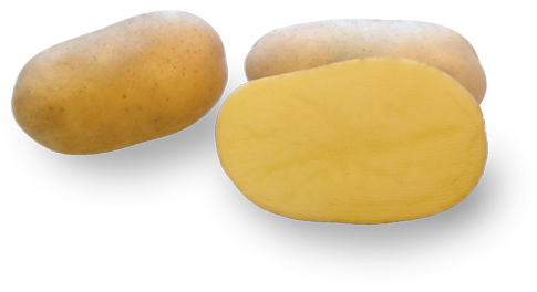 Potato variety Malaga from HZ Zamarte
