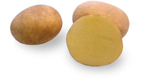 Potato variety Michalina from HZ Zamarte