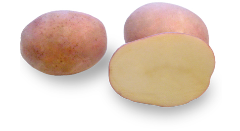 Kartoffelsorte Oberon mit HZ Zamarte