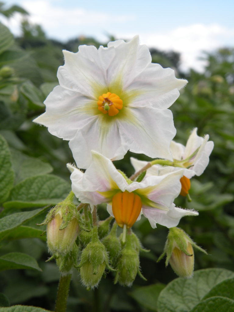 Potato flower Oberon from HZ Zamarte