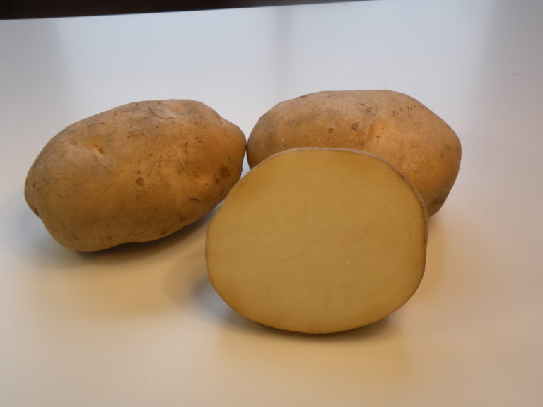 Kartoffelsorte Rudawa mit HZ Zamarte