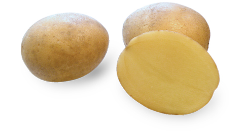 Kartoffelsorte Surmia mit HZ Zamarte