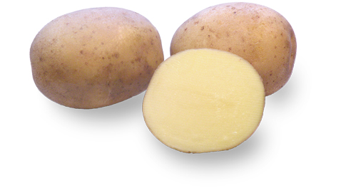 Kartoffelsorte Werbena mit HZ Zamarte