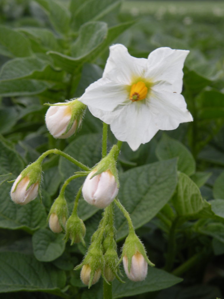 Blütenstand Kartoffeln Widawa mit HZ Zamarte