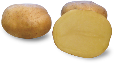 Potato variety Denar from HZ Zamarte